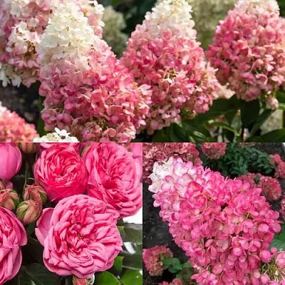 Комплект МАЛИНОВЫЙ ДЕСЕРТ в Костроме