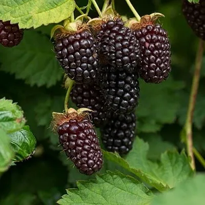 Ежемалина  Ежемалина в Костроме