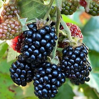 Ежевика ОУАЧИТА бесшипная  Ежевика ОУАЧИТА бесшипная в Костроме