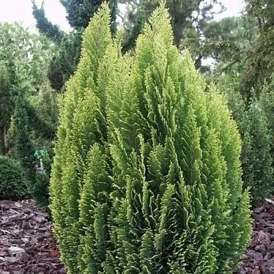 Кипарисовик ЭЛВУДИ ЭМПАЙР лавсана  Кипарисовик ЭЛВУДИ ЭМПАЙР лавсана в Костроме