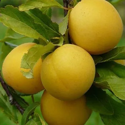 Слива СОЛНЫШКО в Костроме