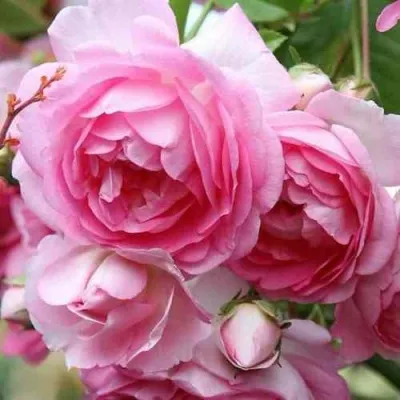 Саженцы роз ЖАСМИНА плетистая в Костроме