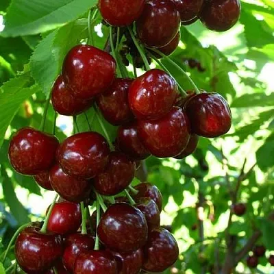 Вишня ВОСТОРГ колонновидная  Вишня ВОСТОРГ колонновидная в Костроме