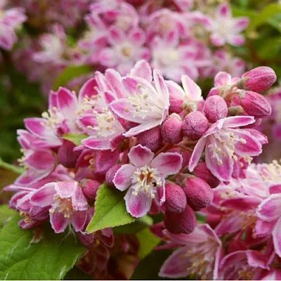 Дейция СТРОБЕРРИ ФИЛДС   Дейция СТРОБЕРРИ ФИЛДС  в Костроме