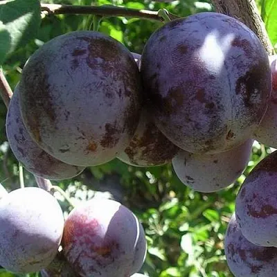 Слива РЕНКЛОД ХАРИТОНОВОЙ  Слива РЕНКЛОД ХАРИТОНОВОЙ в Костроме