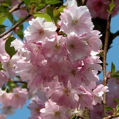 Вишня АККОЛЕЙД цветущая  Вишня АККОЛЕЙД цветущая в Костроме