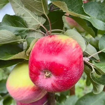 Яблоня АРБАТ колонновидная  Яблоня АРБАТ колонновидная в Костроме