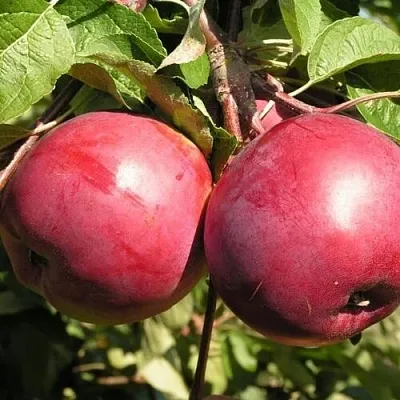 Яблоня ДАРУНАК  Яблоня ДАРУНАК в Костроме