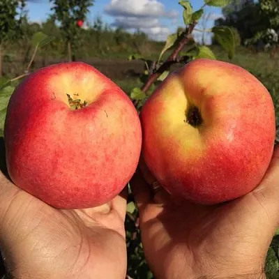 Яблоня КОВРОВОЕ стелющаяся  Яблоня КОВРОВОЕ стелющаяся в Костроме