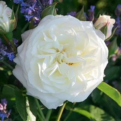 Саженцы роз АЛАБАСТЕР флорибунда  Саженцы роз АЛАБАСТЕР флорибунда в Костроме