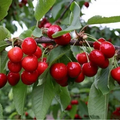 Черешня ДОНЕЦКАЯ КРАСАВИЦА  Черешня ДОНЕЦКАЯ КРАСАВИЦА в Костроме