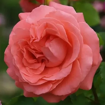 Саженцы роз ДИДИ БРИДЖУОТЕР плетистая  Саженцы роз ДИДИ БРИДЖУОТЕР плетистая в Костроме