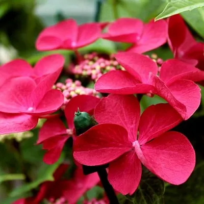 Гортензия РОТШВАНЦ крупнолистная в Костроме