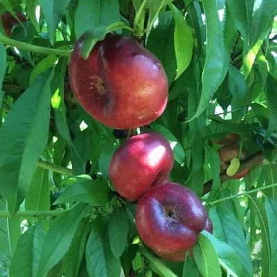 Нектарин ДОНАТ ИНЖИРНЫЙ  Нектарин ДОНАТ ИНЖИРНЫЙ в Костроме