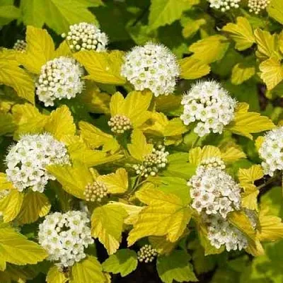 Пузыреплодник ДАРТС ГОЛД  Пузыреплодник ДАРТС ГОЛД в Костроме