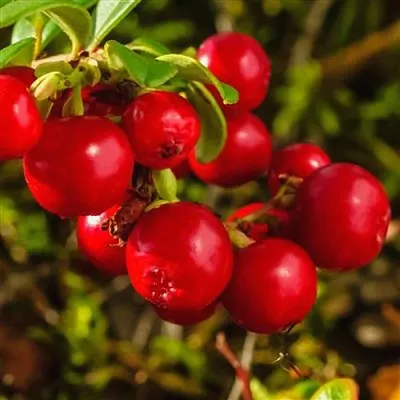 Брусника в Костроме