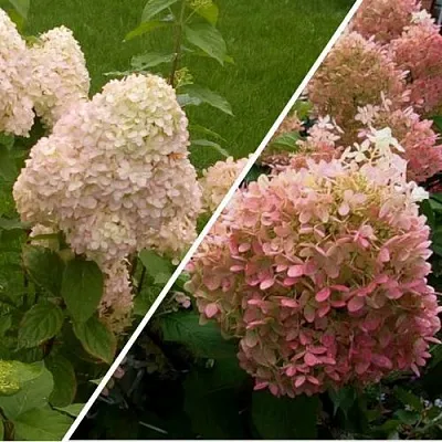 Комплект НЕЖНЫЕ ЧУВСТВА в Костроме