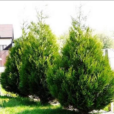 Туя АТРОВИРЕНС складчатая в Костроме