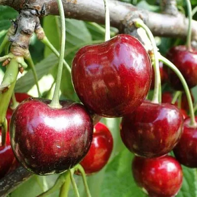 Черешня САШЕНЬКА  Черешня САШЕНЬКА в Костроме