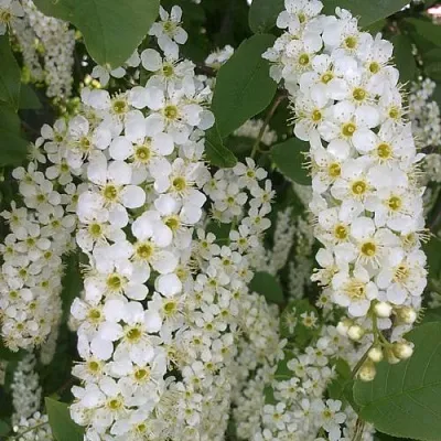 Черемуха САМОПЛОДНАЯ  Черемуха САМОПЛОДНАЯ в Костроме