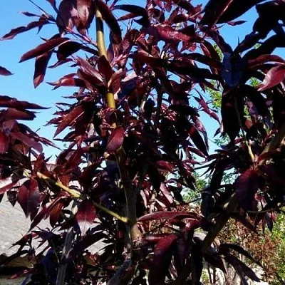 Персик БУРГУНДИ краснолистный  Персик БУРГУНДИ краснолистный в Костроме