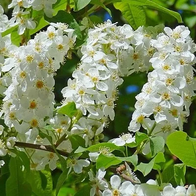 Черемуха ЧАЙКА  Черемуха ЧАЙКА в Костроме