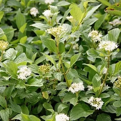 Дерен ФЛАВИРАМЕА отпрысковый   Дерен ФЛАВИРАМЕА отпрысковый  в Костроме