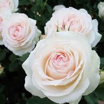 Саженцы роз ПАЛЕ РОЯЛЬ плетистая  Саженцы роз ПАЛЕ РОЯЛЬ плетистая в Костроме