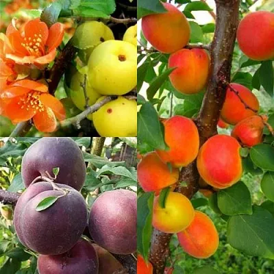 Комплект САД ДЛЯ ГУРМАНА в Костроме