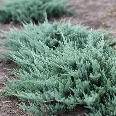 Можжевельник БЛЮ ЧИП горизонтальный  Можжевельник БЛЮ ЧИП горизонтальный в Костроме