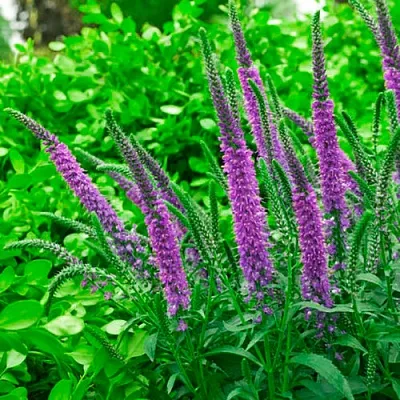 Вероника ФЕСТ МАТЧ длиннолистная в Костроме