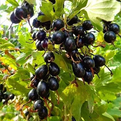 Смородина золотистая ОВАЛЬНАЯ  Смородина золотистая ОВАЛЬНАЯ в Костроме