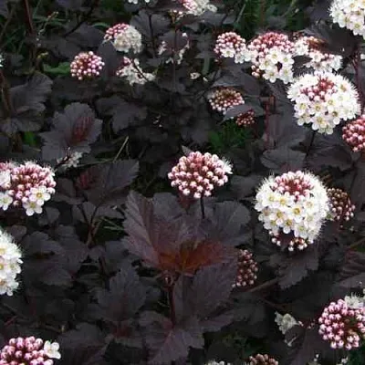 Пузыреплодник ДИАБЛО  Пузыреплодник ДИАБЛО в Костроме