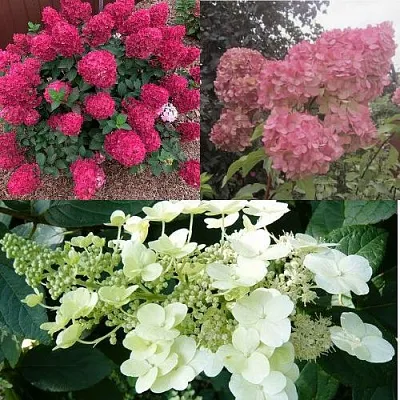 Комплект САД ЭМОЦИЙ в Костроме