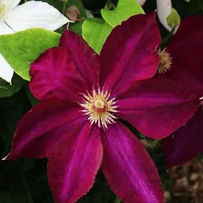 Клематис МАЗОВШЕ  Клематис МАЗОВШЕ в Костроме