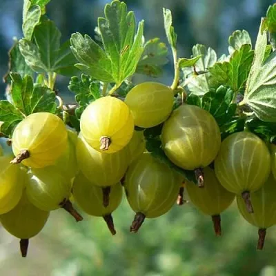 Крыжовник ХИННОНМАЙНЕН КЕЛЬТАЙНЕН  Крыжовник ХИННОНМАЙНЕН КЕЛЬТАЙНЕН в Костроме