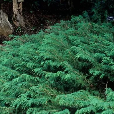 Микробиота в Костроме