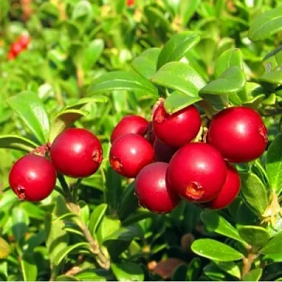 Брусника садовая РЕД ПЕРЛ в Костроме