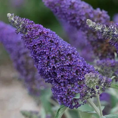 Буддлея НАНО ПЕРПЛ   Буддлея НАНО ПЕРПЛ  в Костроме