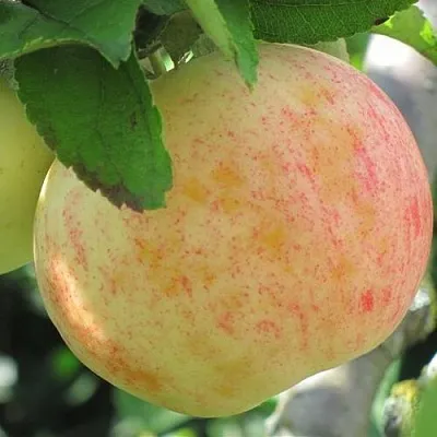 Яблоня ЛЕТНЕЕ СЛАДКОЕ  Яблоня ЛЕТНЕЕ СЛАДКОЕ в Костроме