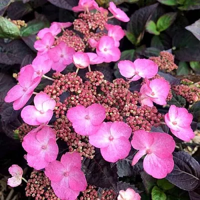 Гортензия ДАРЕДЕВИЛ пильчатая в Костроме