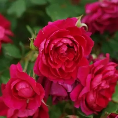 Саженцы роз КВАДРА плетистая  Саженцы роз КВАДРА плетистая в Костроме