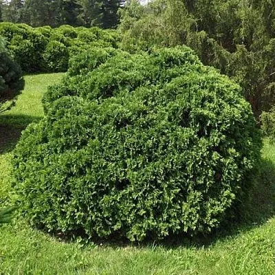 Туя УМБРАКУЛИФЕРА западная  Туя УМБРАКУЛИФЕРА западная в Костроме