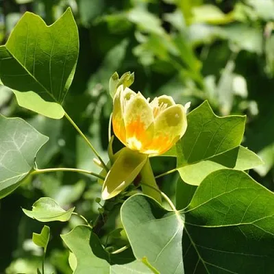 ЛИРИОДЕНДРОН тюльпанный  ЛИРИОДЕНДРОН тюльпанный в Костроме