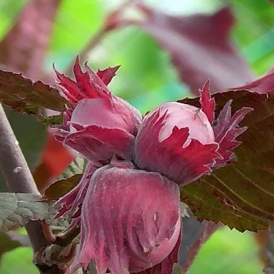 Фундук КАРДИНАЛ  Фундук КАРДИНАЛ в Костроме