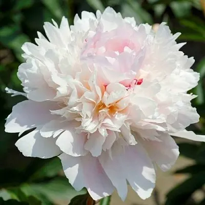 Пион АЛЕРТИ травянистый  Пион АЛЕРТИ травянистый в Костроме