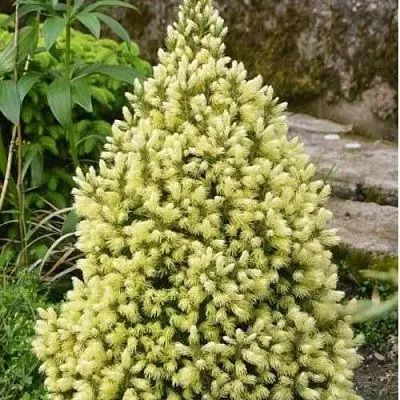 Ель МАЙГОЛД колючая  Ель МАЙГОЛД колючая в Костроме