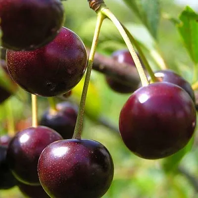 Вишня ЛИВЕНСКАЯ  Вишня ЛИВЕНСКАЯ в Костроме