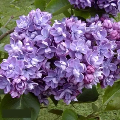 Сирень АМИ ШОТТ  Сирень АМИ ШОТТ в Костроме