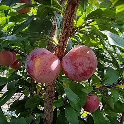 Плуот ГЕО ПРАЙД в Костроме